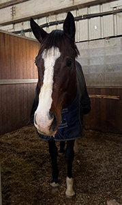 ŷ����������